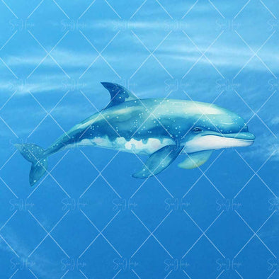 WM STOCK PHOTO Sea Life Watercolour Dolphin Swimming Under Water Square Size