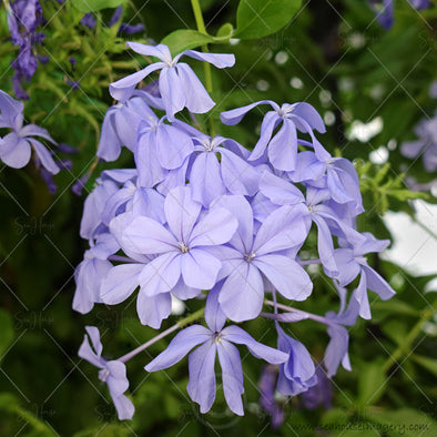 WM Flower Hydrangea Lilac 5605 Square Size