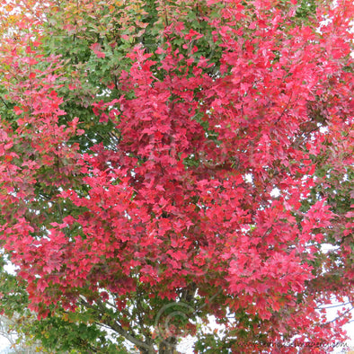 WM Autumn Fall Leaves 2707 Square Size