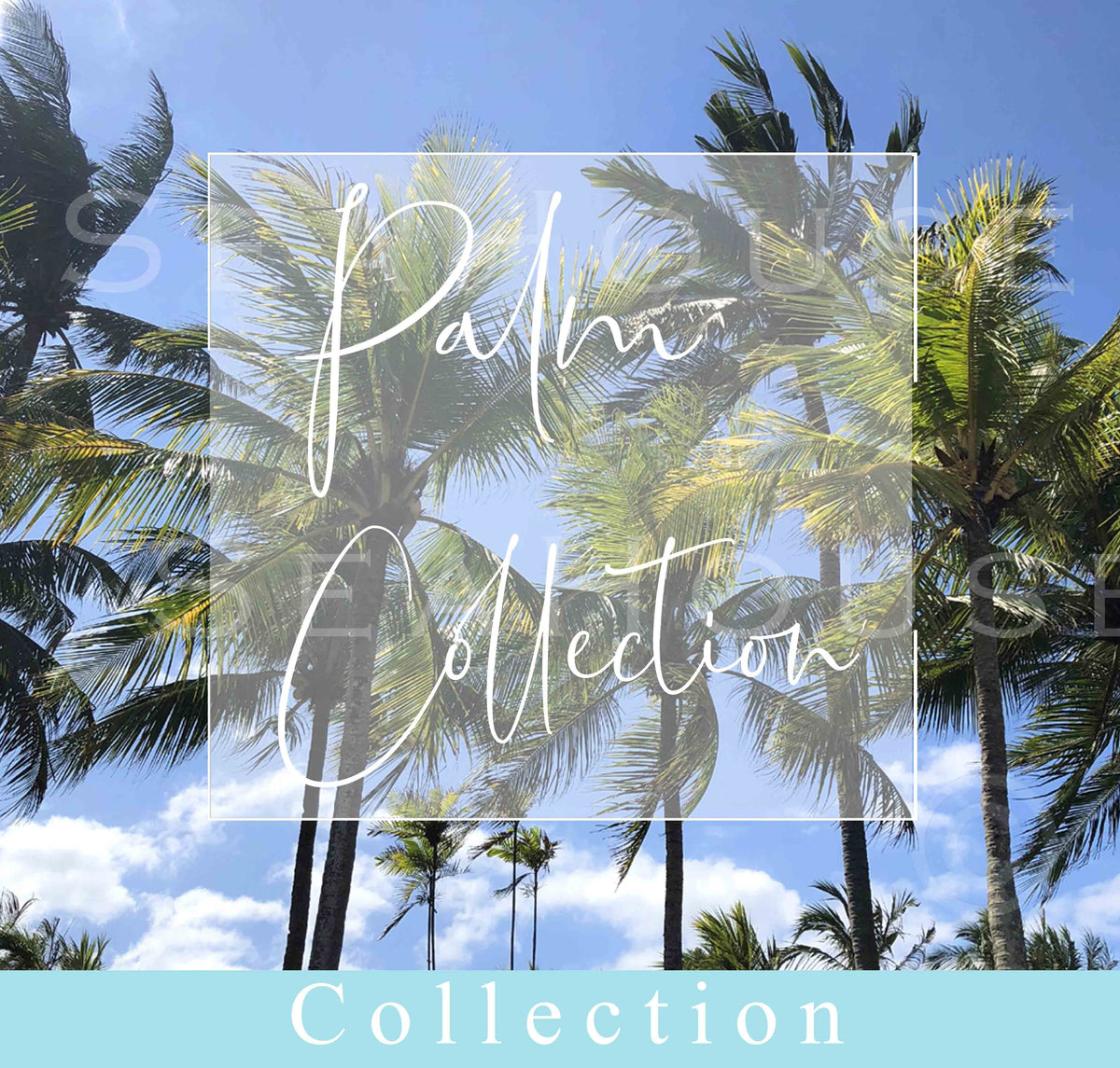 Palm Collection Image