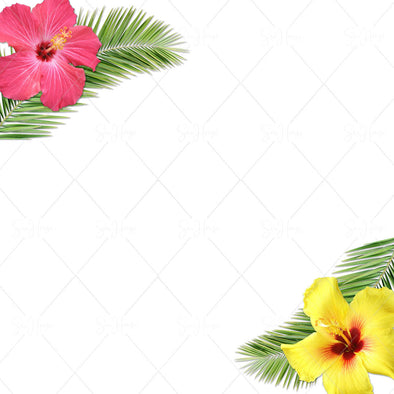 WM STOCK PHOTO Background Pink & Yellow Hibiscus & Palm Leaves with White Space Square Size