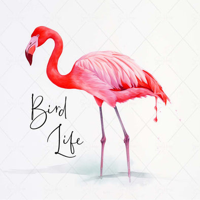 WM STOCK PHOTO Sea Life "Bird Life" Watercolour Flamingo In Water 7 Square Size