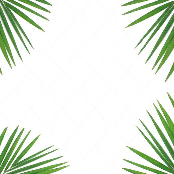 STOCK PHOTO Background Palms in Four Corners Square Size