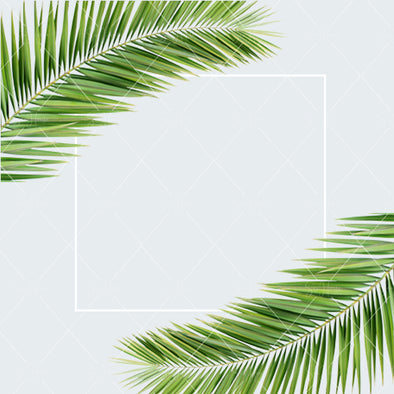 WM STOCK PHOTO Background Two Palms Square Size