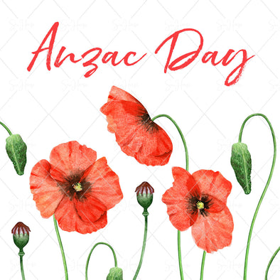 STOCK PHOTO Anzac Day Red Poppies Square Size