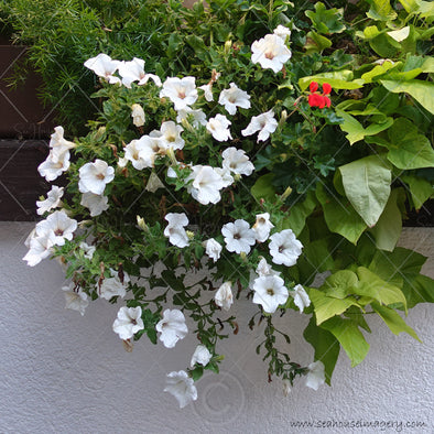 WM Flower Azaleas White Hanging 5189 Square Size