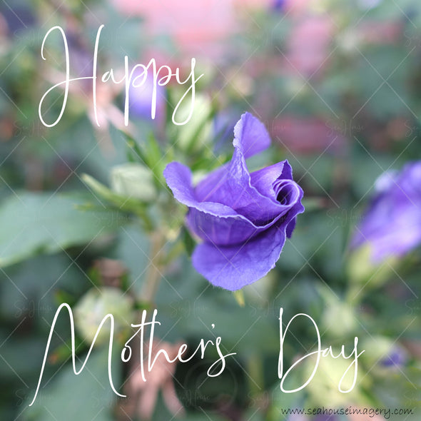 Stock Photo Happy Mother's Day Purple Rose Bud 9701 Square Size