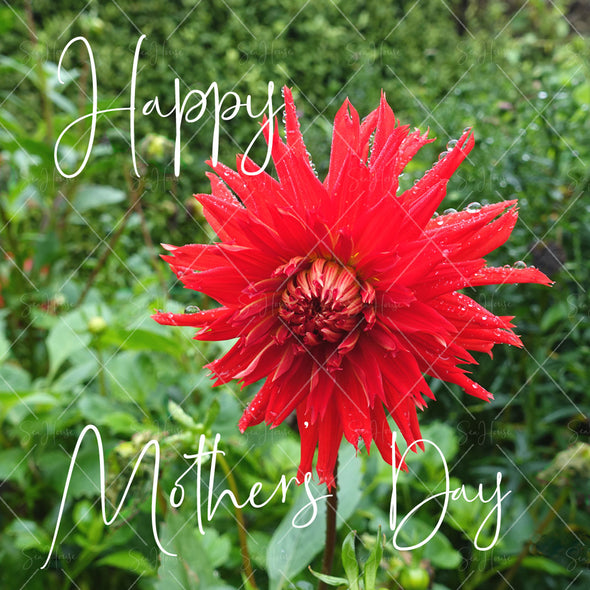Stock Photo Happy Mother's Day Red Dahlia Flower 4720 Square Size