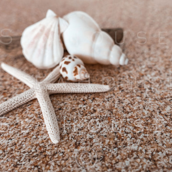 WM On Sand Starfish Shells Driftwood 2575 Square Size