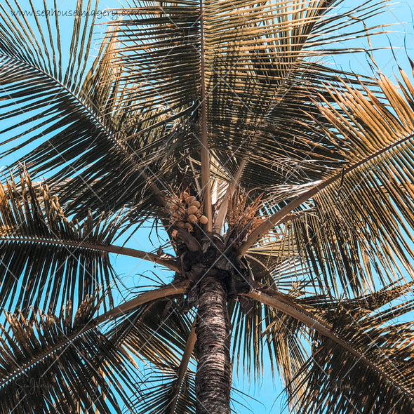 WM Tropical Beach Look Up Palm Tree Ruby 7868 Square