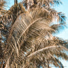 WM Tropical Beach Palm Leaves Ruby P259 Square