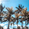 WM Tropical Beach Palm Trees Ruby 7645 Square