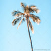 WM Tropical Beach Tall Palm Ruby P258 Square