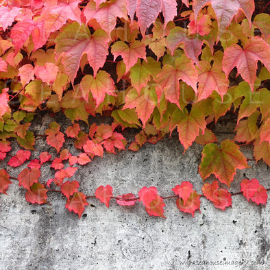 WM Autumn Leaves Cement Wall Background 3342 Square Size