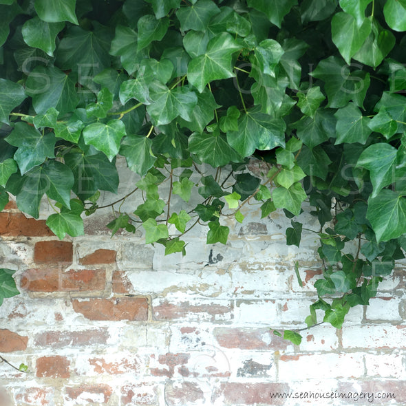 WM Brick and Ivy Background 1256 Square Size