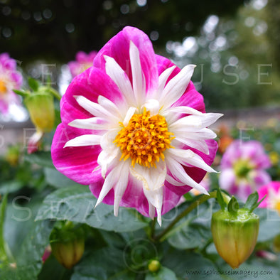 WM Flower Dahlia Bright Pink & White 9444 Square Size