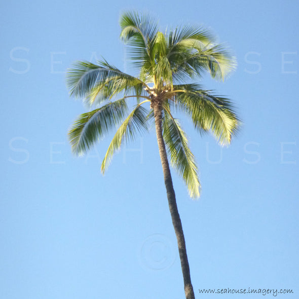 WM Palm Tree Tall Square Size