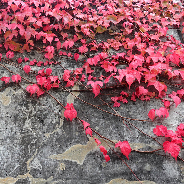 WM Red Leaves Cement Wall Background 3344 Square Size